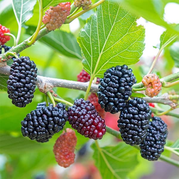 果樹の苗/マルベリー（桑）：トルコフルーツ3号ポット