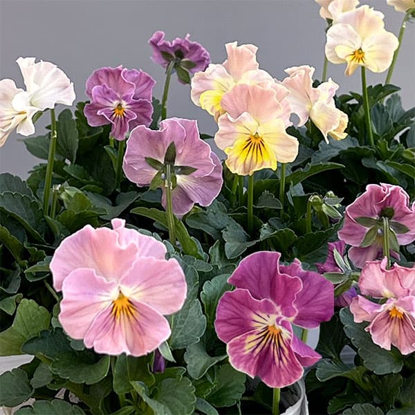 草花の苗/ビオラ（フリル咲き）：パステルフリル桜貝3-3.5号ポットのサムネイル