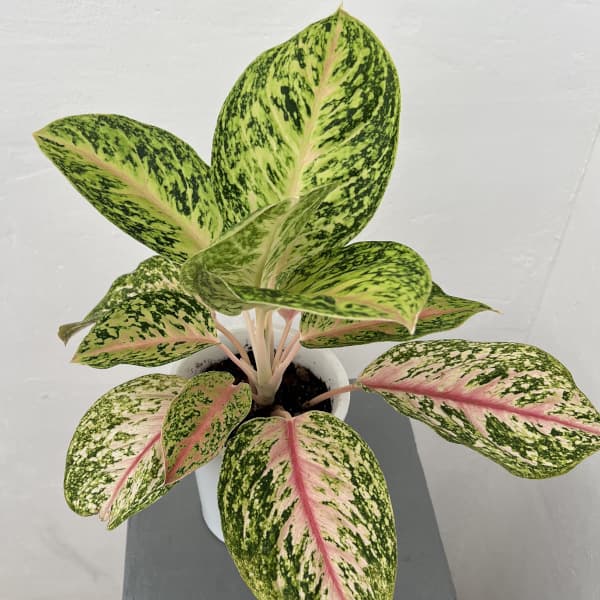 観葉植物/アグラオネマ：サンパトー...