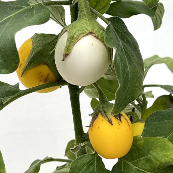 草花の苗/ソラナム：ゴールデンエッグス4号ポット