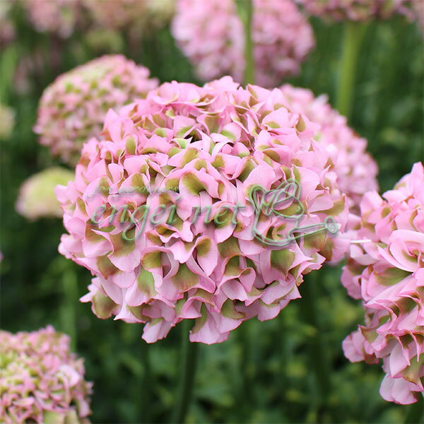 ラナンキュラス：ポンポン キャンディ5号鉢植え