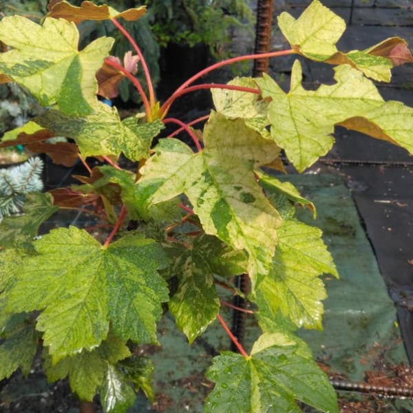 ���� ���ڤ���/�����襦���������ǡ����������󥻥å�7��ݥå�