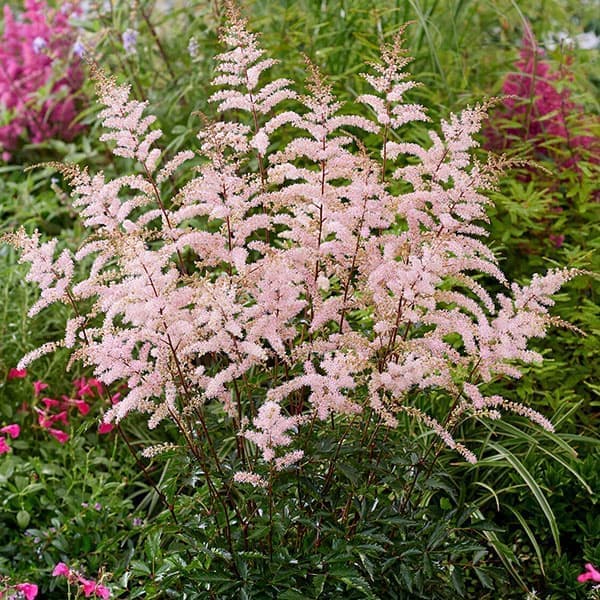 楽天市場】アブチロン（花の苗物｜苗物）：ガーデニング・農業<花