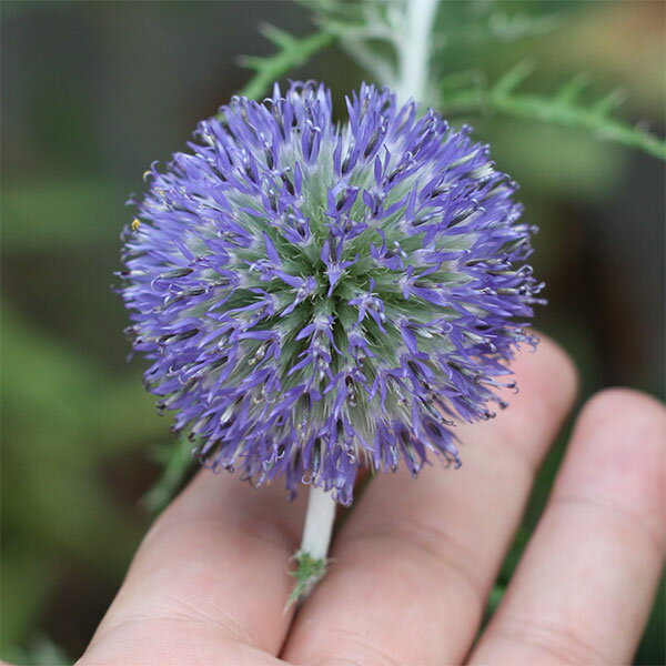 草花の苗/エキノプス：プラチナブルー3.5号ポット