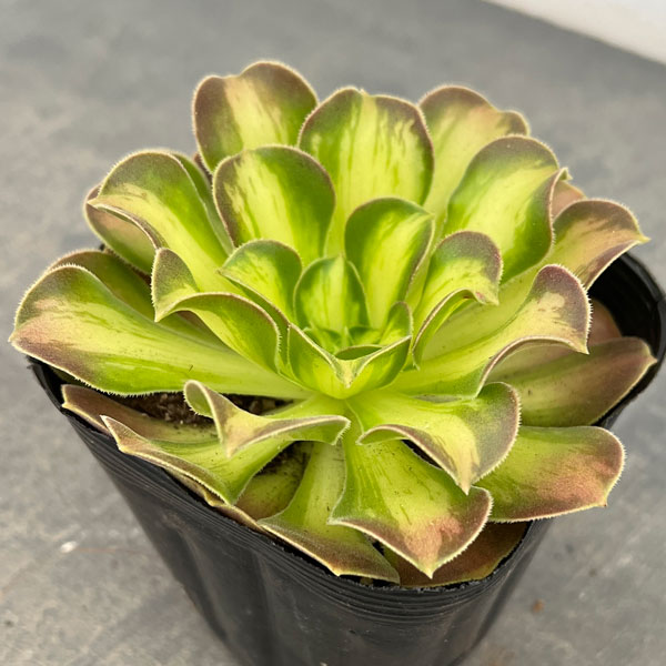 観葉植物/アエオニウム：ショウカ3...