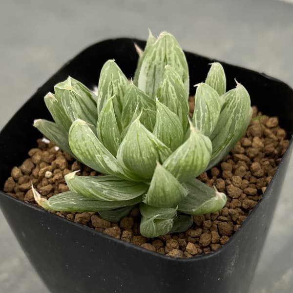 観葉植物/ハオルチア：ホワイトベール　2.5号スクエア鉢