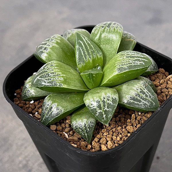 観葉植物/ハオルチア：ミニスカ3号...