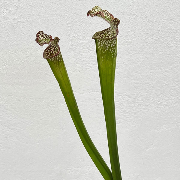 観葉植物/[棚卸セール]サラセニア：牧場系 3号ポット