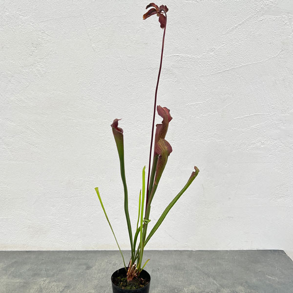 観葉植物/[棚卸セール]サラセニア：アラータ ブラックチューブ ホワイツクロッシング ストーン Co, ミシシッピ 3号ポット