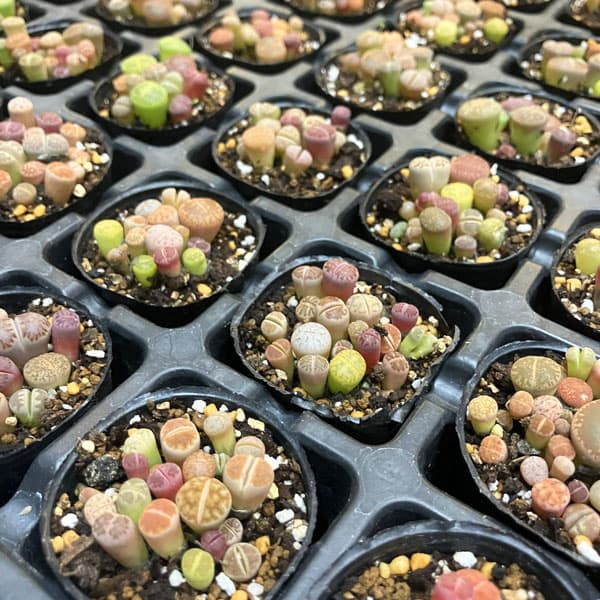 観葉植物/リトープス：カラフルミッ...