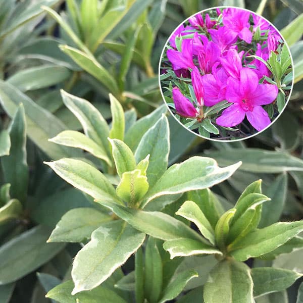 ���� ���ڤ���/[����̵��]ʿ�ͥĥĥ���������5��ݥå�5�����å�