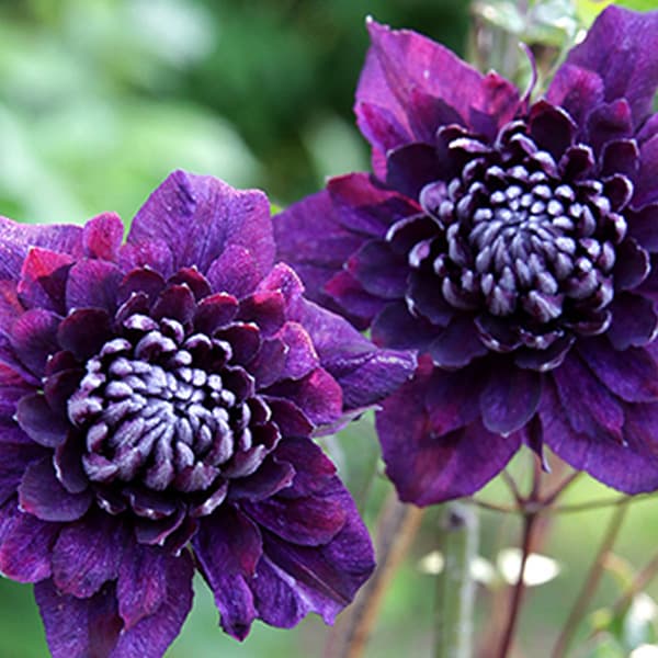 楽天市場】クレマチス 流星 苗の通販