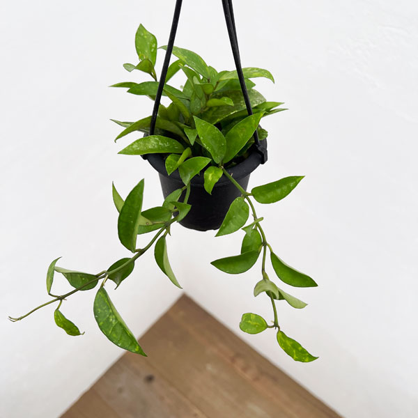 楽天市場】ホヤ ラクノーサの通販