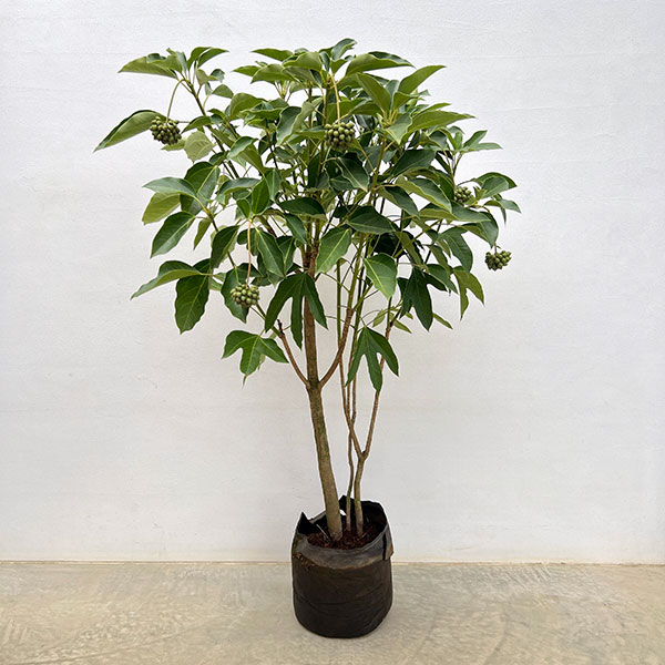 花木 庭木の苗/カクレミノ7号ルートバッグ入高さ100〜120cm