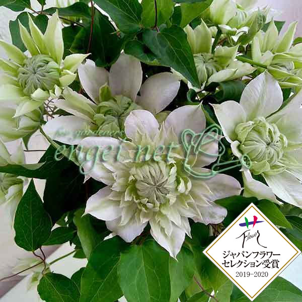 クレマチスの苗/クレマチス：ハナゾノ（花園）5号ポット／ボサタイプ（パテンス系・八重咲）のサムネイル