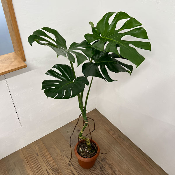 観葉植物/モンステラ：アダンソニー...