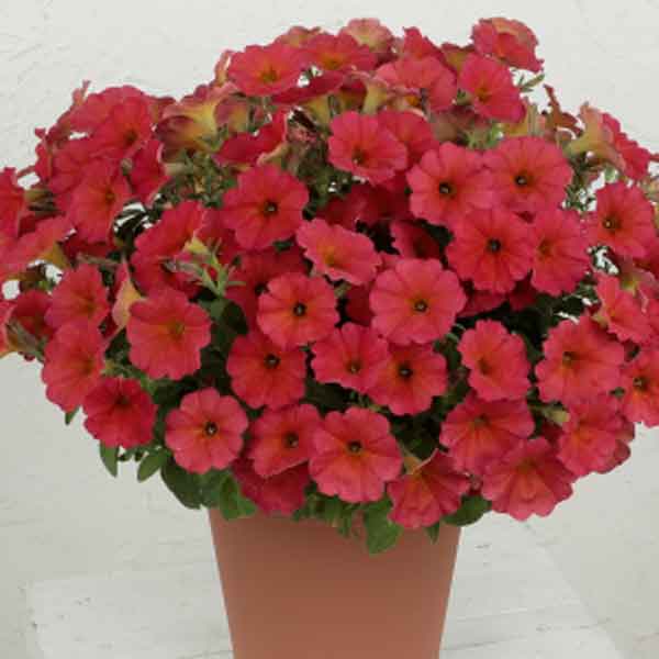 草花の苗/ペチュニア×カリブラコア：ビューティカル(R)レッドメープル3.5号ポット