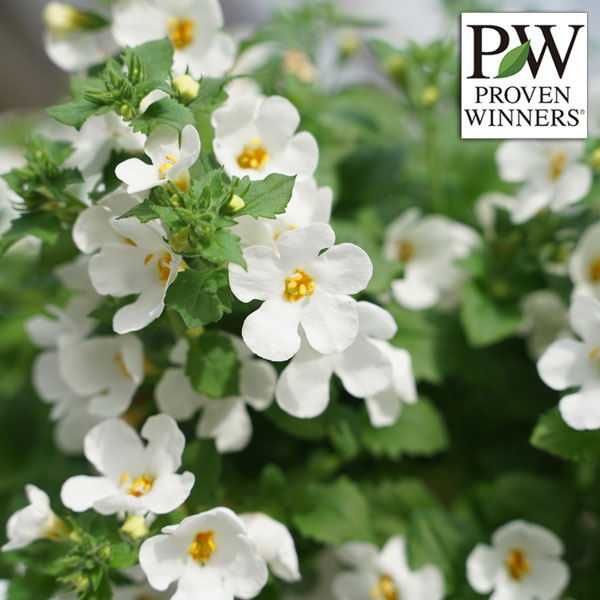 草花の苗/バコパ（ステラ）：スノーストーム ポーラーアイス3号ポット