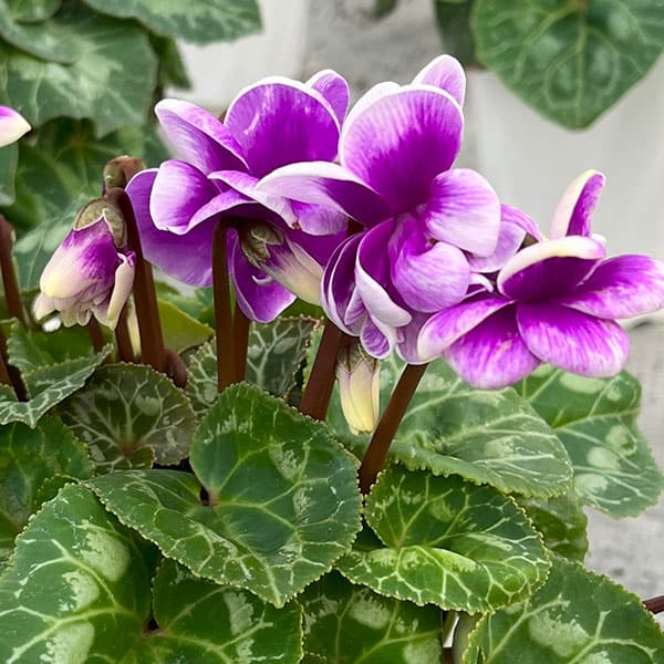 シクラメン：チモ ピコティブルー4号鉢植え