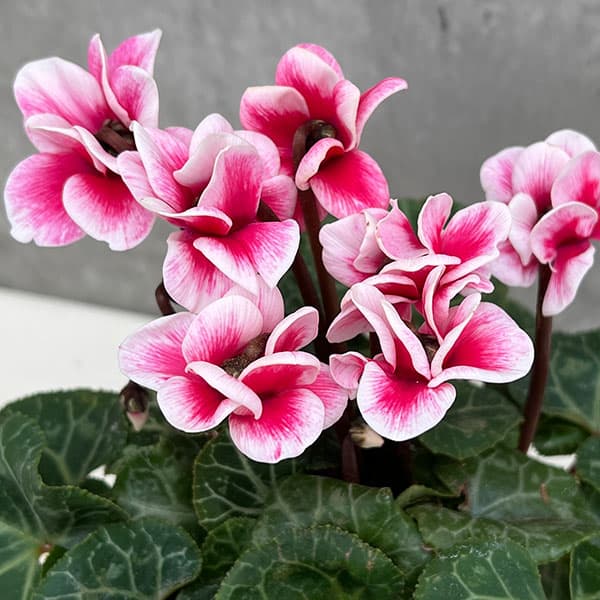 草花の苗/八重シクラメン：チモ ピコティピンク3号ポット