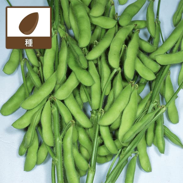えだまめ（枝豆）：陽恵（ようけい）[春夏まき 野菜タネ]