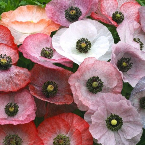 草花の苗/ポピー：マザーオブパール3.5号ポットのサムネイル
