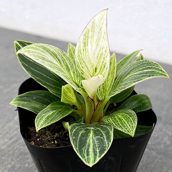 楽天市場】フィロデンドロン（観葉植物｜花・観葉植物）：花・ガーデン