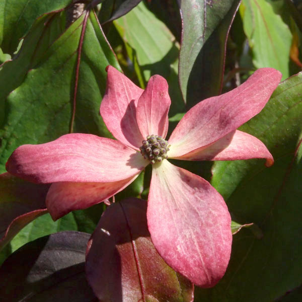 花木庭木の苗/常緑ヤマボウシ：リト...