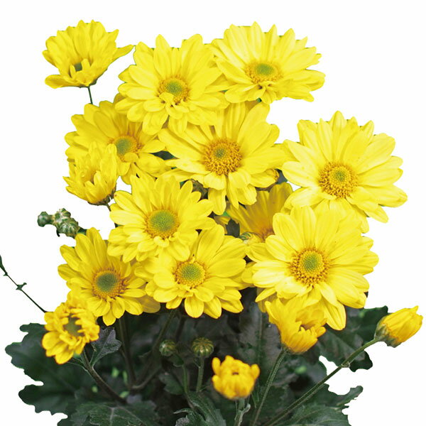 草花の苗/5月咲きカラフル小菊：星灯り2.5号ポット[5月頃から開花する早咲きキク]