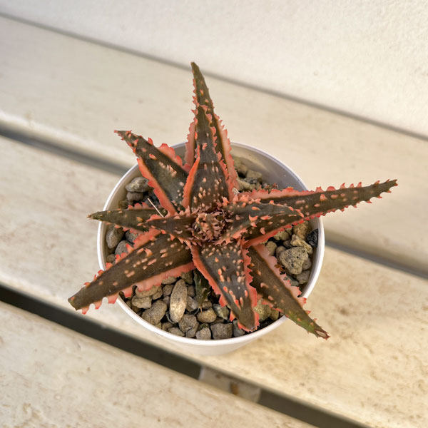 観葉植物/[ザ・ファームセレクト]...