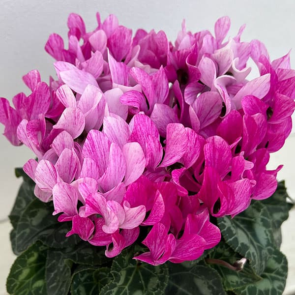 シクラメン：クレヨンバイオレット4号鉢植え