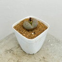 観葉植物/リトープス:コールオルムC396 2.5号鉢植え*