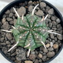 観葉植物/ユーフォルビア:バリダ 2.5号鉢植え*