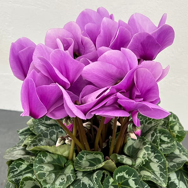 シクラメン：アンティラオ シィーモン5号鉢植え