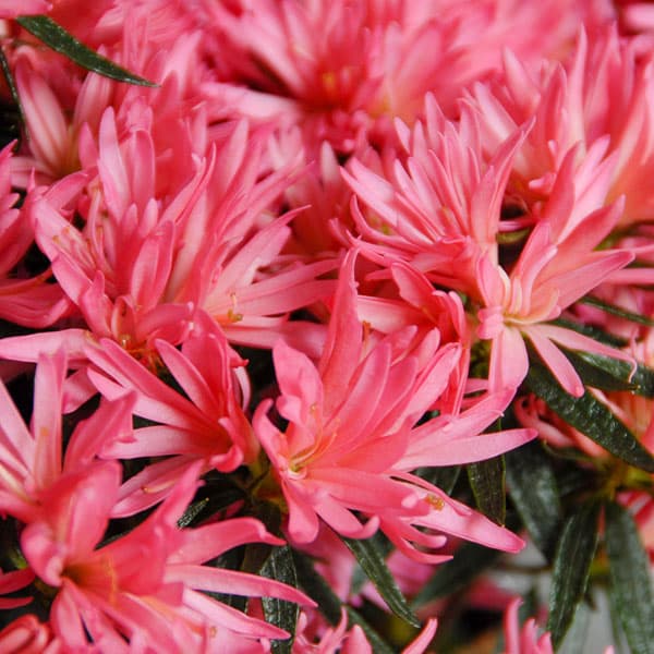 楽天市場】オレフィーチェ アザレアの通販