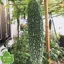 野菜の苗/ゴーヤ(苦瓜・ニガウリ):沖縄ケンケンゴーヤー3号ポット 6株セット