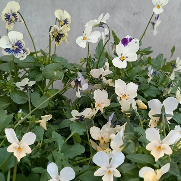 草花の苗/ビオラ：ぷちぷち（ホワイト−クリームイエロー系）3号ポットのサムネイル