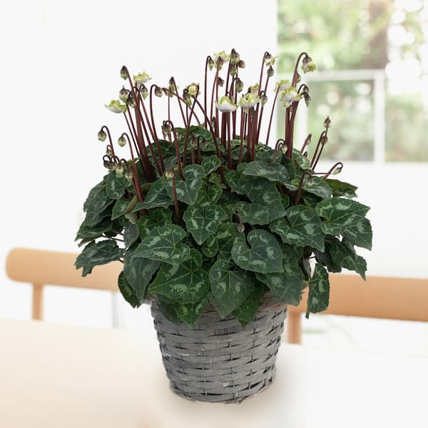シクラメン：抹茶ラテ5号鉢植えカゴ入り／グレー