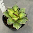 観葉植物/アガベ:チタノタ 宝珠 3.5号鉢植え