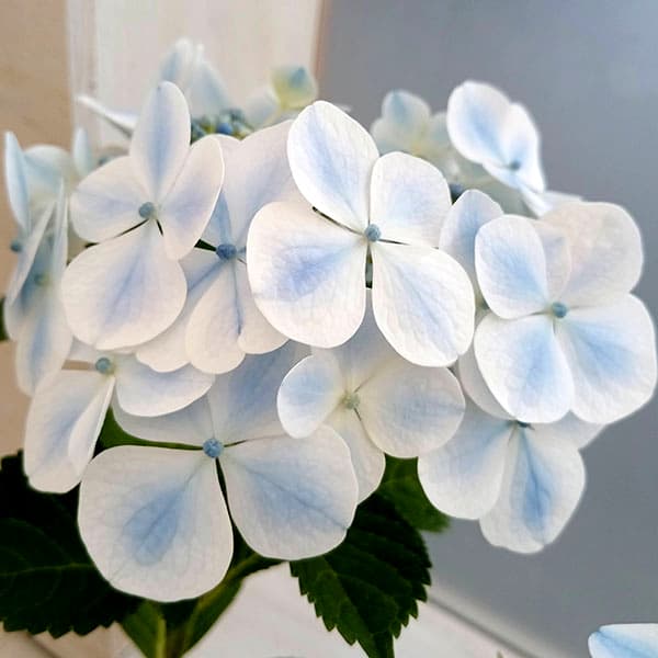 花木 庭木の苗/アジサイ：水凪鳥（ミズナギドリ）3〜3.5号ポット