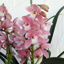 山野草の苗/テーブルシンビ:森の精 なかよし(花芽つき)3号ポット