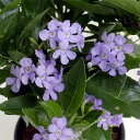 (わけあり特価)デュランタ:スカイラブ(バイオレット) 4号鉢植えスタンド仕立て