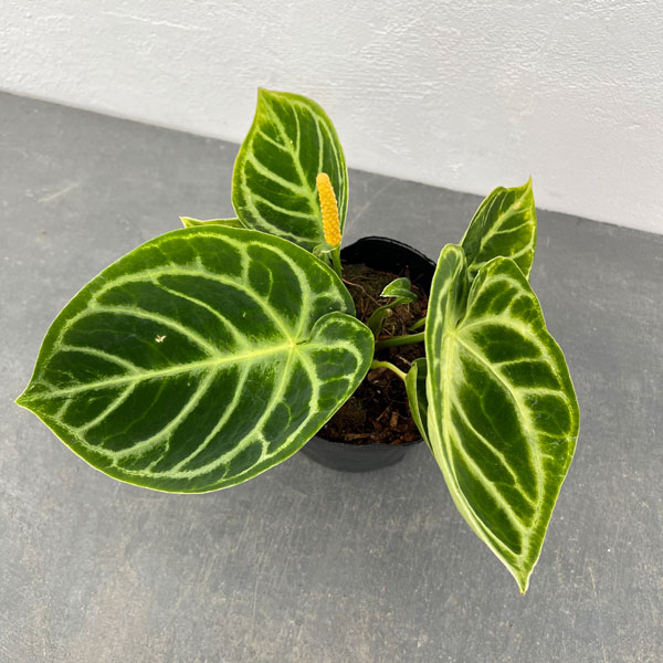 観葉植物/アンスリウム：ドラヤキ 4号ポット