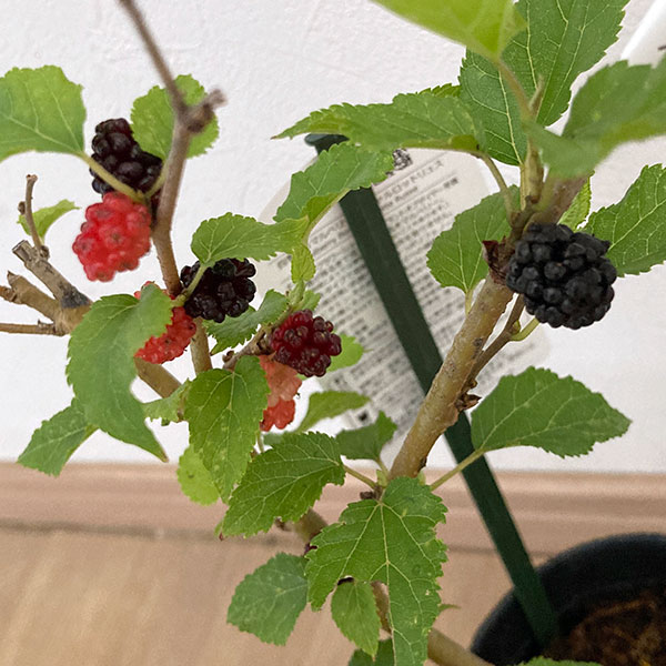 果樹の苗/マルベリー（桑）：シャルロットリュス 5号ポット