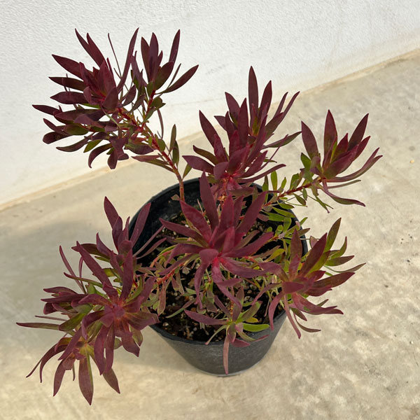 花木 庭木の苗/リューカデンドロン：チェーキー 5号鉢植え