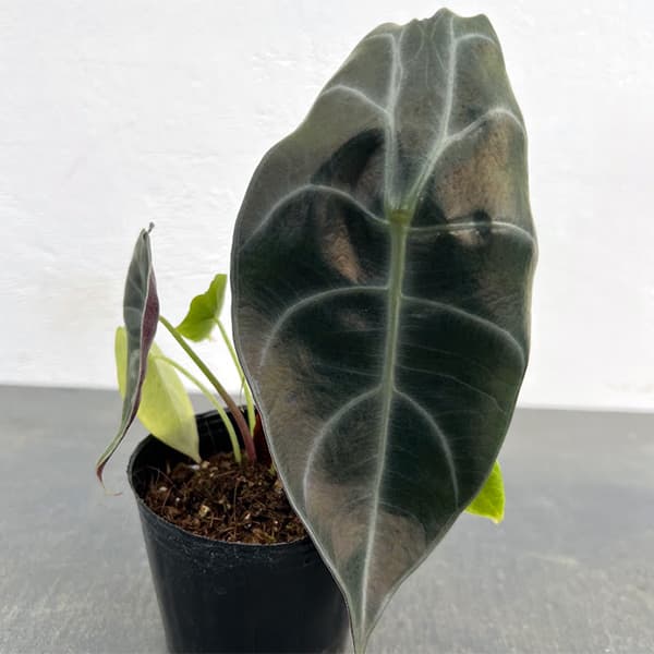 観葉植物/アロカシア：スーヒルマニア 3号ポット
