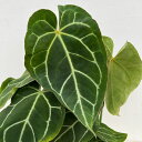 観葉植物/アンスリウム:クリスタリナム×マグ二フィカ 5号鉢植え