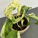 観葉植物/ラフィドフォラ:スペーシス バリエガータ 4号鉢入り