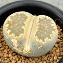 観葉植物/リトープス:蛇酔玉 2.5号鉢植え