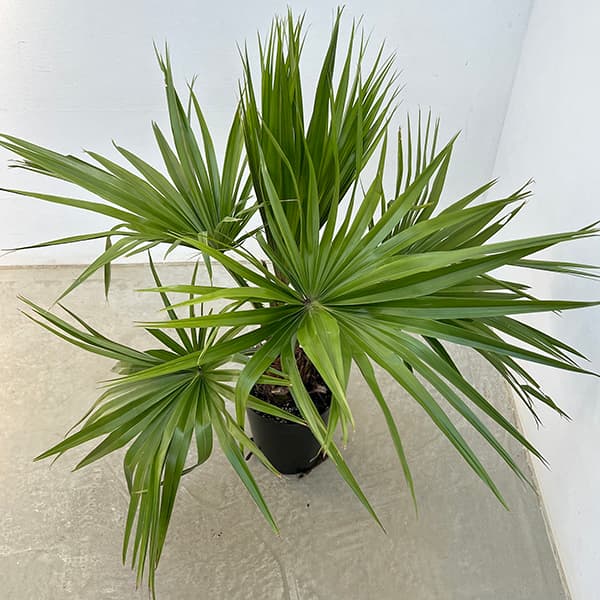 楽天市場】ビロウヤシ(観葉植物|花・観葉植物):花・ガーデン 楽天市場】ビロウヤシ(観葉植物|花・観葉植物):花・ガーデン